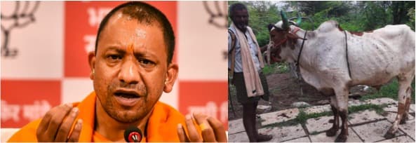 West U.P. turns hotspot of cattle disease