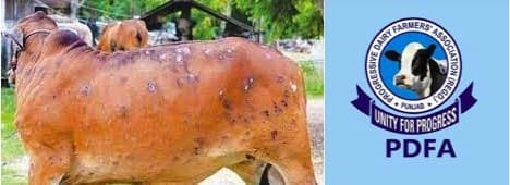 Milk output drops 15-20 pc in Punjab as lumpy skin disease affects cattle