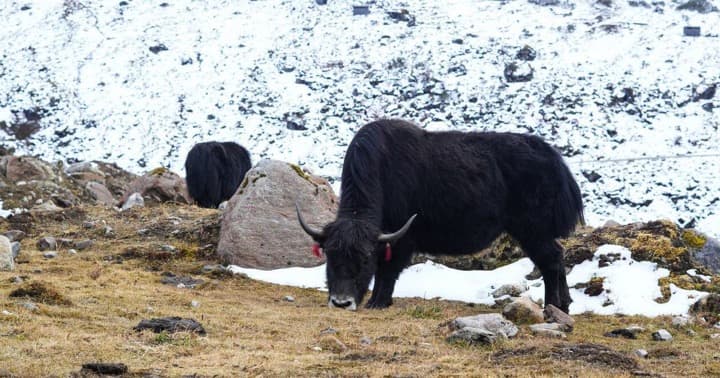 In Arunachal Pradesh, growing market for yak milk products