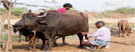 Buffalo milk standards revised to 5% fat and 9% SNF by FSSAI