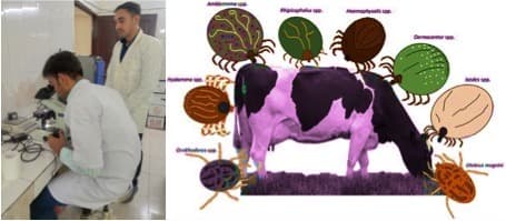 70 % samples test +ve for tick-borne diseases among dairy animals