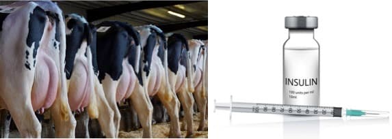 Genetically modified cows could become insulin factories- Boon for Diabetics