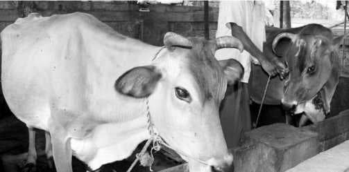 Dairy cattle require special care to augment milk production