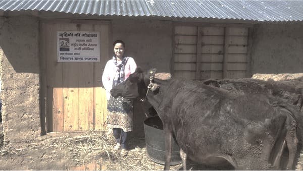 Himachal initiatives to strengthen the milk-based economy