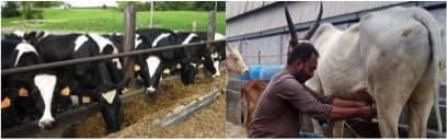 Farmers seek incentives from govt to promote dairy sector