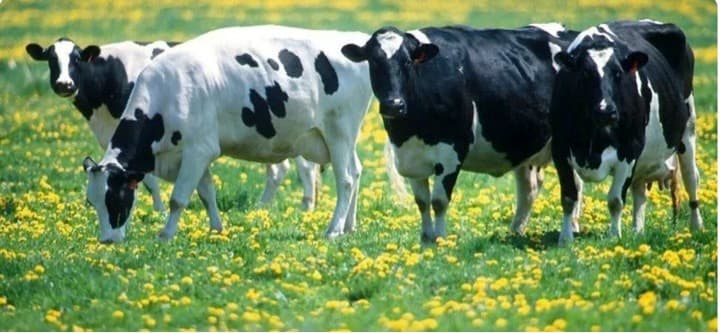 Dairy Innovation Hub to conduct methane emissions reduction research