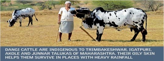 How Science Saved A Cow Breed Known For Sweet Milk