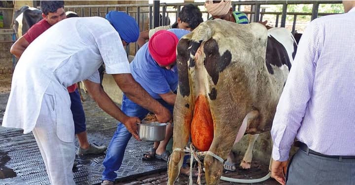 India’s dairy farmers should shift to ethno-veterinary medicines