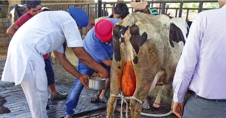 India’s dairy farmers should shift to ethno-veterinary medicines