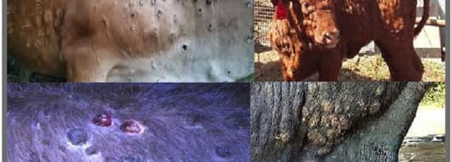 The evolution of lumpy skin disease virus