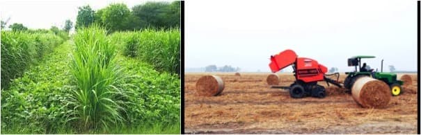 Good quality fodder crucial for dairy sector: PAU experts