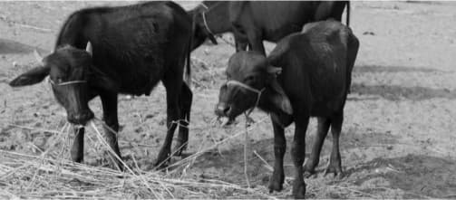 At 29.30 per cent in January, fodder inflation continues to rise