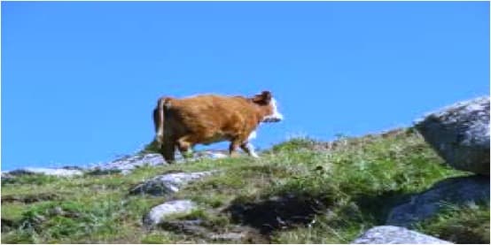 Things are looking up in global dairy trade