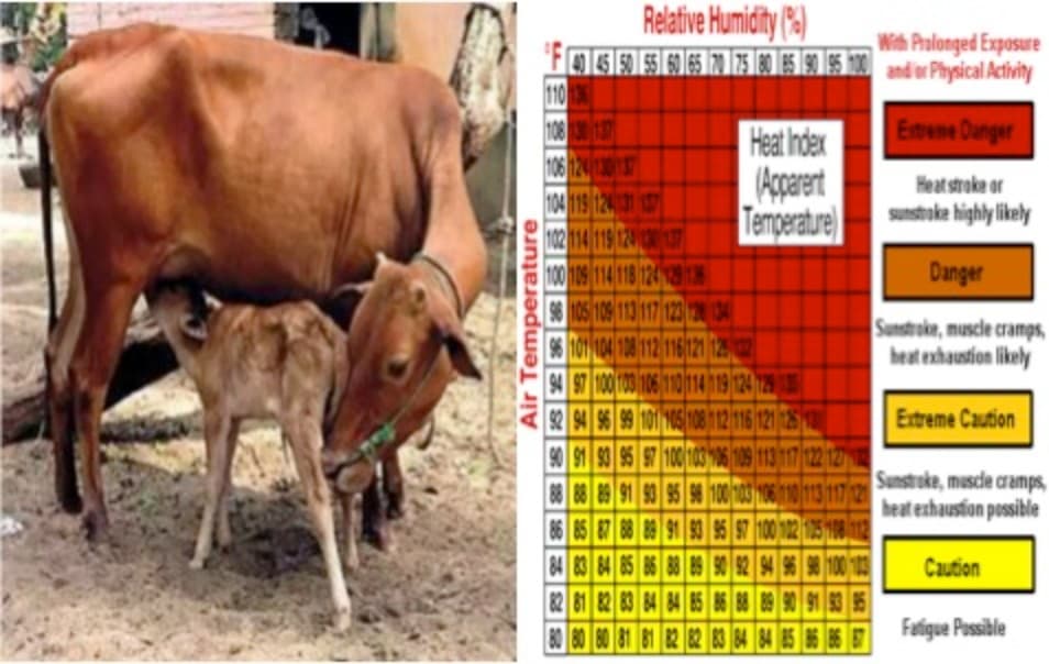 The heat index-based cattle insurance plan for dairy farmers