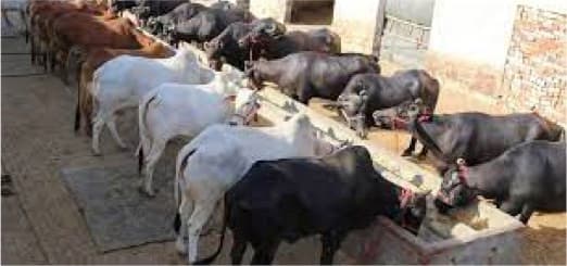 Increased MSP on milk: Himachal Government promoting economic activities in rural areas