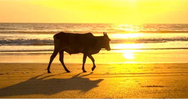 Temperature increase will affect milk production in the Kerala State: expert
