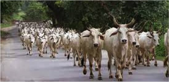 Dairy sector can take India closer to its net-zero goals