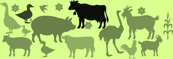 Focus on livestock sector for income growth
