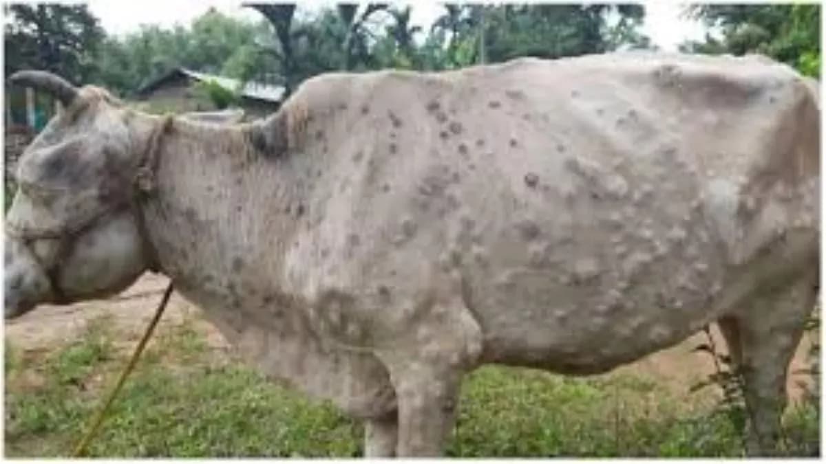Centre pushes vaccination as lumpy skin disease ravages again