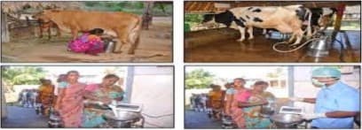 Govt. urged to increase milk procurement price