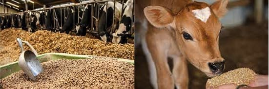 State decides to control cattle feed prices in Kerala