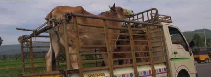 The lumpy skin disease -banning cattle transport to Mumbai