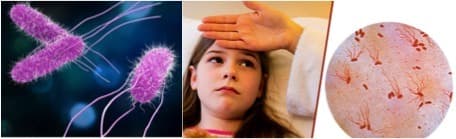 A new target found to combat AMR Salmonella affecting humans and cattle