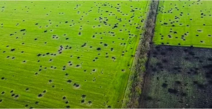Ukrainian dairy farmers risk their lives keep producing milk