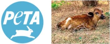 Ditch dairy to save male calves: PETA India urges people to go vegan
