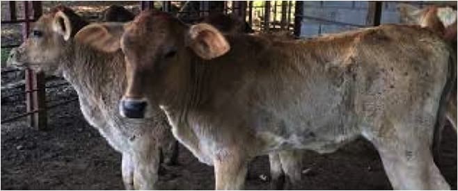 Emerging salmonella variety in dairy cows worsens antimicrobial resistance