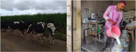 Sangli Farmers: Milked by Private Players forcing them to scale down