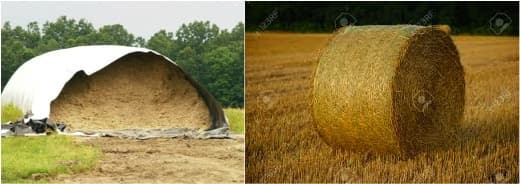 Promote start-up culture for Atmanirbharta in fodder