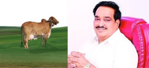 SUMUL Dairy hikes purchase price of cattle milk by Rs 30