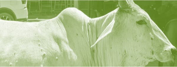 Telangana reports ‘mild’ infection of LSD