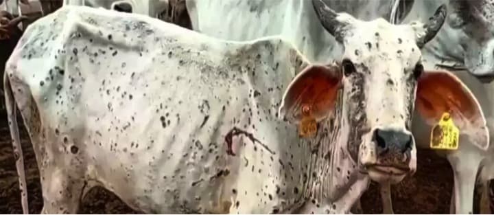 20,000 cattle succumb to LSD in Maharashtra