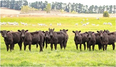 Global demand for Dairy remains sluggish