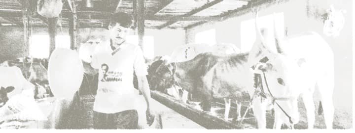 Heat stress impacts milk production in Maharashtra’s dairy cattle