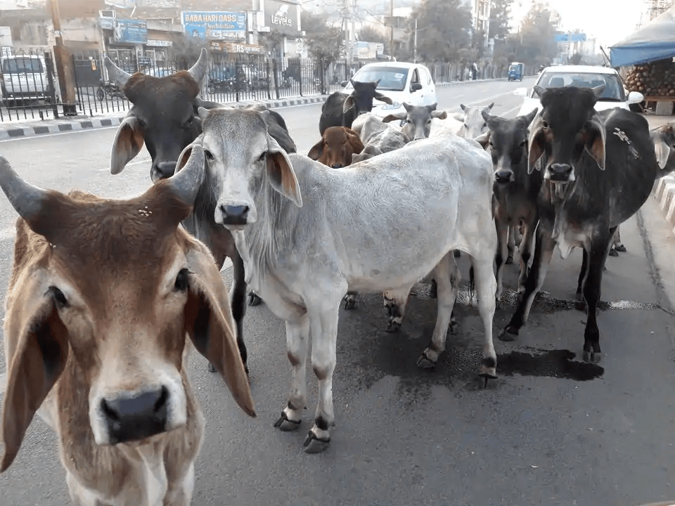 Over 2000 cattle dead at Cow shelter in Bikaner