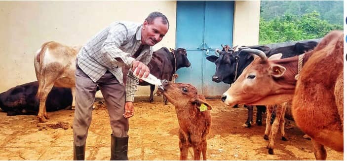 Badri cow breed of Uttarakhand to get a genetic boost