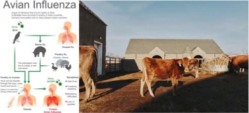 First human case of avian flu in Texas raises alarm