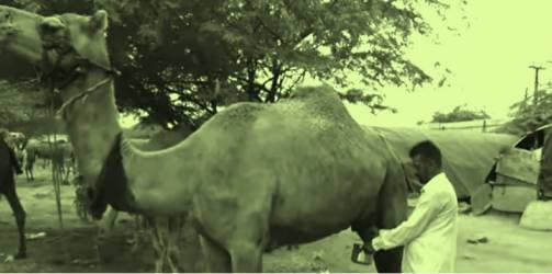 Why camels’ number declining in India