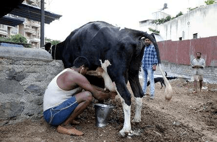 Covid-19 Fall in milk prices put pressure on dairy farmers in Maharashtra