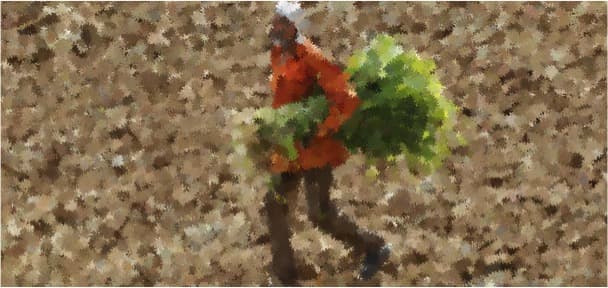 Fodder inflation could really shrink milk output