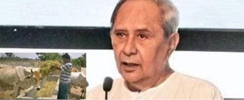 Dairy sector to create more jobs: Naveen Patnaik