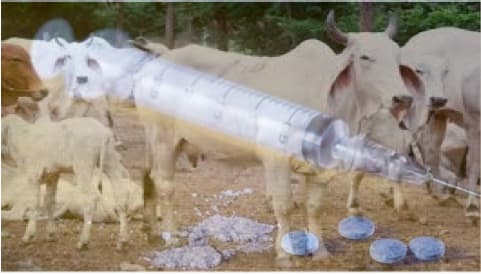 High Court notice to Centre on petition against use of Oxytocin for increasing milk production