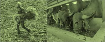 Importance of Fodder in dairy value chain