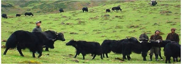 Himalayan yak gets food animal tag; milk and meat to be used