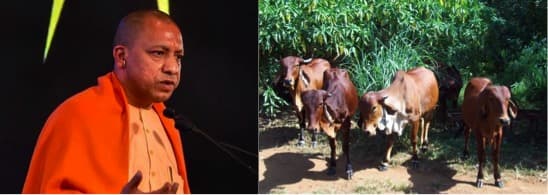 Need to develop advanced breed of cows: Yogi Adityanath