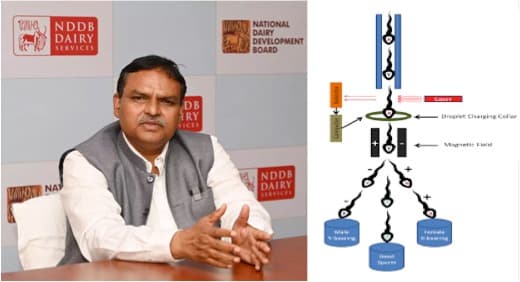 Dairy industry ‘mooing’ to Aatmanirbharta with indigenous bovine sex-sorting technology by NDDB