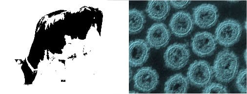 Is avian influenza a threat to the dairy industry?